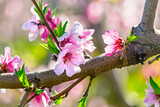 Fototapeta Tulipany - Peach orchard blossom closeup in spring. Blooming fruit peach trees in kibbutz in spring in Israel on the Golan Heights. Pink flowers on the branches of peach trees.