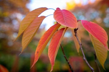 Sticker - Closeup shot of orange red autumn leaves on tree branches