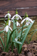 Wall Mural - Spring time, blooming snowdrops in the garden