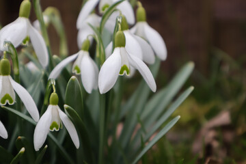 Wall Mural - Spring time, blooming snowdrops in the garden
