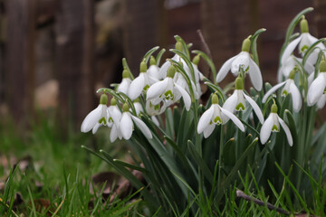 Wall Mural - Spring time, blooming snowdrops in the garden