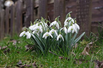 Wall Mural - Spring time, blooming snowdrops in the garden