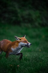 Sticker - Vertical side view of a hungry Red fox looking for prey in the green forest