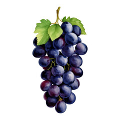 Wall Mural - Purple Grapes with Leaves Isolated Hand Drawn Painting Illustration