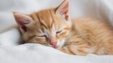 Fototapeta Koty - Cute little red kitten sleeps on fur white blanket Generative AI