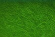 Background is a lush lawn. texture of green grass as a background on top view. Generative AI