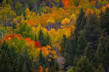 Poster - Landscape of Colorful Foilage yellow and green trees in the forest