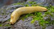 Closeup shot of a banana slug in the Pacific Northwest