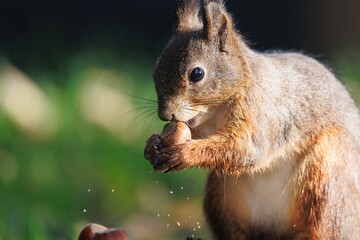 Sticker - Closeup shot of a gray squirrel eating a nut