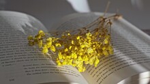 Aesthetic Footage Of Dry Yellow Flowers On A Book With Shadows