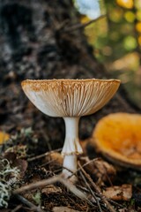 Wall Mural - Vertical closeup shot of a death cap (Amanita phalloides) deadly poisonous mushroom