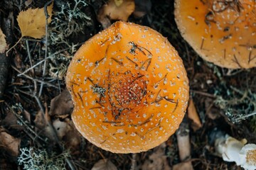 Poster - Top shot of a death cap (Amanita phalloides) deadly poisonous mushroom