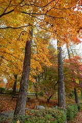 Wall Mural - Vertical shot of trees in a park covered with autumn leaves