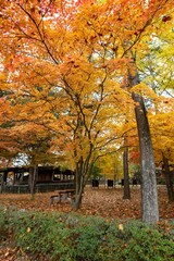 Poster - Vertical shot of trees in a park covered with autumn leaves