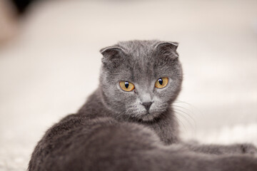 Wall Mural - Beautiful striped gray cat. A domestic cat is lying on the sofa. A cat in a home interior. Image for veterinary clinics, websites about cats. selective focus