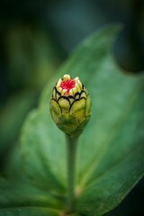 Closeup vertical shot of a flower bud isolated on a blurred background