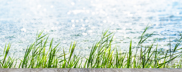 Wall Mural - green reed grasses in sunshine lakeside with wooden jetty, product presentation space on empty rusti