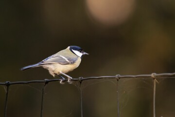 Poster - Closeup of a coal tit bird standing on metal fence against blur background