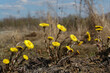Blooming coltsfoot on a spring sunny day. Medicinal plant in natural environment