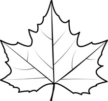 Plane Tree Leaf With No Color. Autumn Tree Leaf. Platanus Leaf Drawing Isolated. White Background