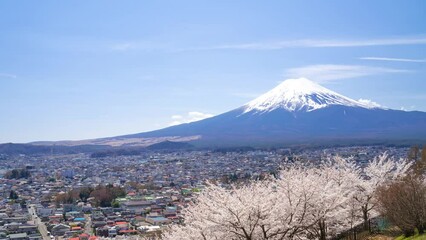 Wall Mural - 富士山と満開の桜 タイムラプス　2023  新倉山浅間公園　パン