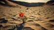 Single flower in the middle of a desert