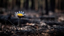 Single Flower In The Middle Of A Burnt Forest