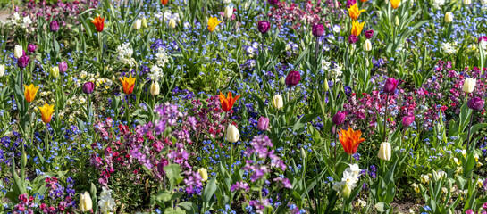 Wall Mural - Colorful flower meadow in summer