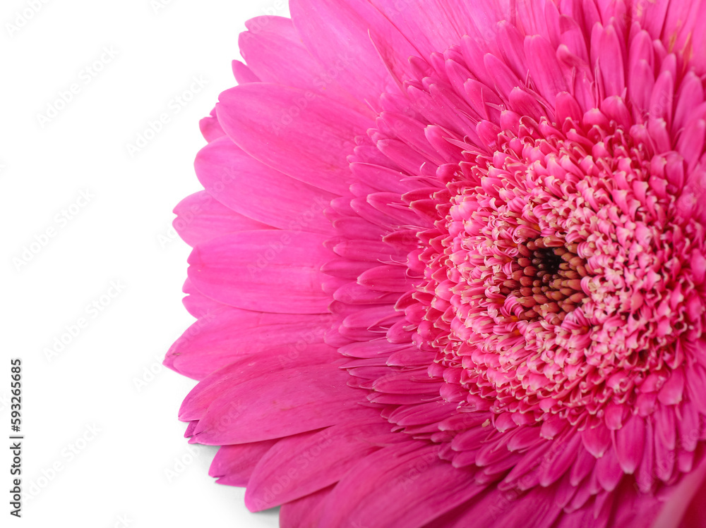 Pink gerbera flower on white background, closeup