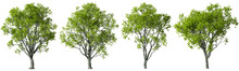 Cutting Trees Shapes On Transparent Backgrounds 3d Render Png