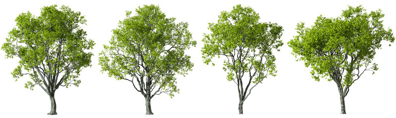 Cutting trees shapes on transparent backgrounds 3d render png