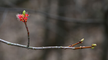 Wall Mural - The first signs of Spring are the buds opening on the branches of the trees in our Yard here in Windsor in Upstate NY.