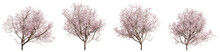 Set Of Flowering Cherry Trees Isolated On Blue Background. 3D Render.