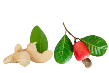 Cashew nuts raw  with ripe fruit on isolated a white background