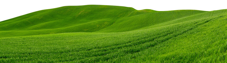 wide panorama of beautiful hilly meadow grass landscape isolated white background. vibrant spring ag