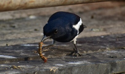 Wall Mural - The Oriental Magpie in Action at Katraj Snake Park