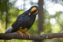 The Yellow Faced Myna. Mino Dumontii, Knowas Beo Papua Is A Species Of Starling In The Family Sturnidae.