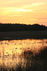 Canvas Print - Sunset at Hopkins Prairie