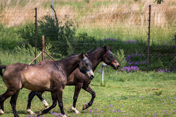 Wall Mural - Horse in the camp 83