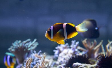 Canvas Print - Closeup shot of a beautiful clownfish swimming near corals