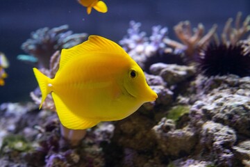 Wall Mural - Closeup shot of a beautiful Yellow Tang swimming near corals