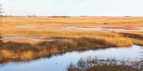 Wall Mural - A winter scene along the Florida National Scenic Trail in St. Marks National Wildlife Refuge, Florida