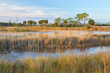 Wall Mural - Scenic view from a hiking trail in St Marks National Wildlife Refuge near Tallahassee, Florida