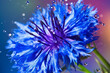 Macro image of a cornflower on a rainbow background, gradient. Poster.