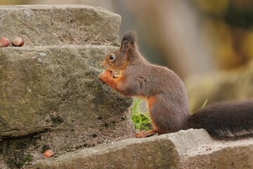 Poster - Closeup shot of the small squirrel eating nuts on the rock