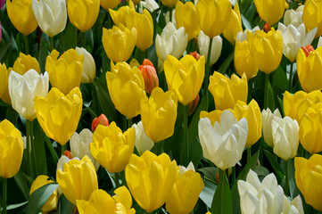 Tulipa Golden Purissima, Orange Emperor and Purissima in one mixed field with dew drops