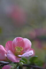 Wall Mural - Pink apple flowers in the shade.