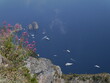 Aerial view towards the Faraglioni, with the blue waters of the Tyrrhenian sea, and pink flowers on the rocky coast