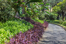 Nature, Garden And Landscape Architecture In Madeira, Portugal-Park With Beautiful Lush Green Tropical And Subtropical Plants Along The Sidewalk In The Centre Of Funchal