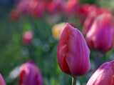 Fototapeta Tulipany - Beautiful close-up of a tulip